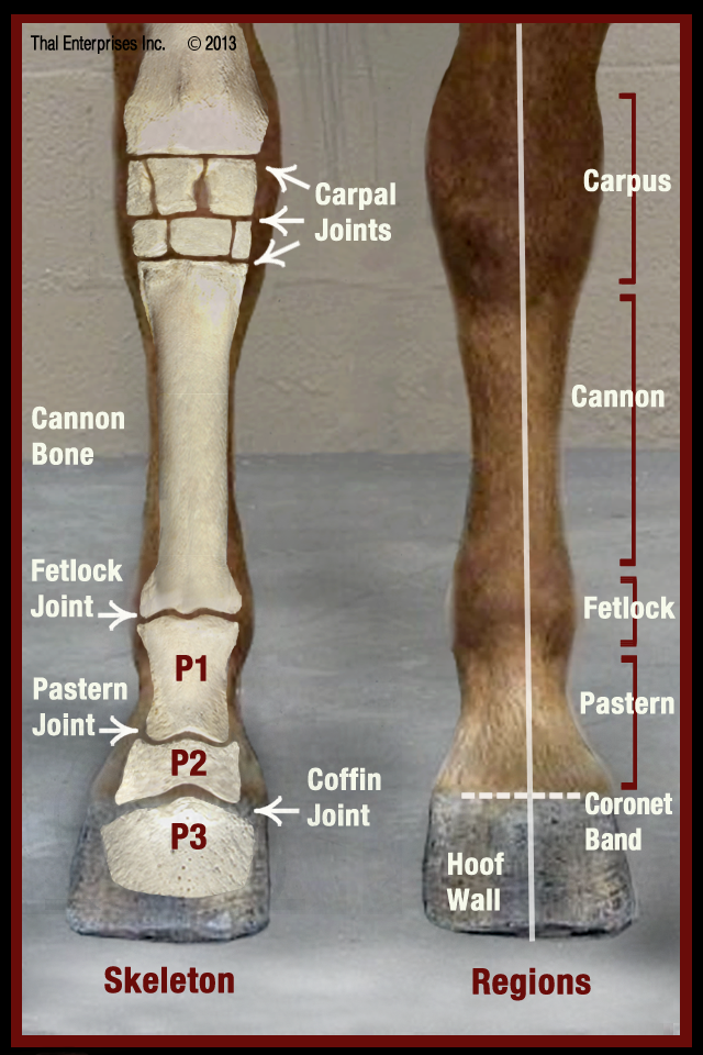 horse anatomy limb lower bone leg cannon equine fracture horses lameness exam side horsesidevetguide complete bones joints legs vitals vet