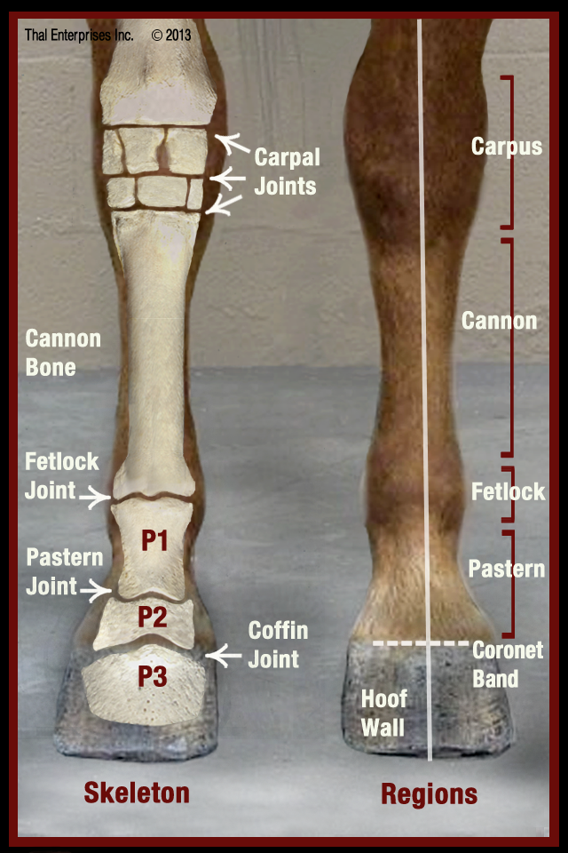 Lameness, Severe, Cannot Support Weight on Limb - Horse Side Vet Guide