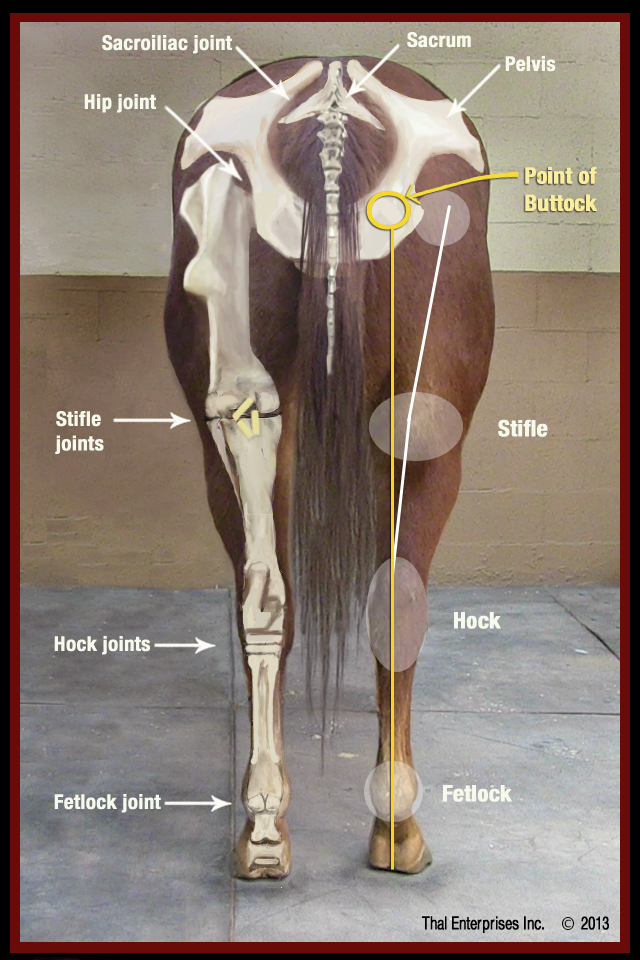 Sacro Iliac Strain And Pain Horse Side Vet Guide