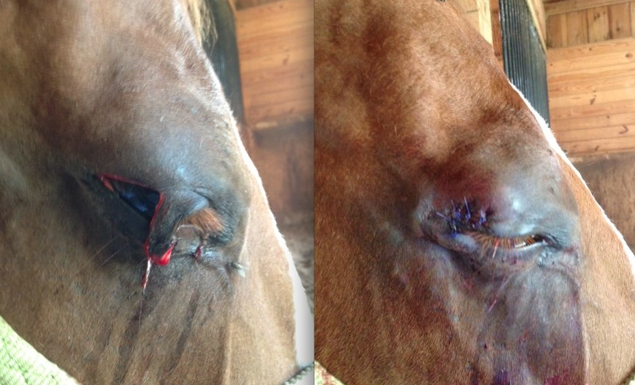 Equine Wounds: What Horse Owners Should Know - Horse Side Vet Guide