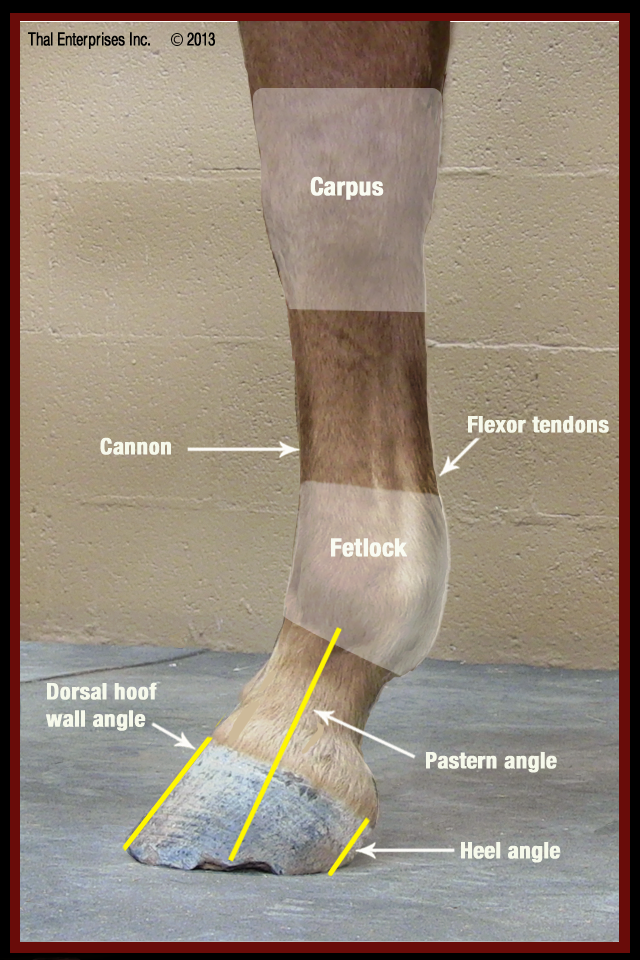 Club Foot, Flexural Deformity (in Adult) - Horse Side Vet Guide