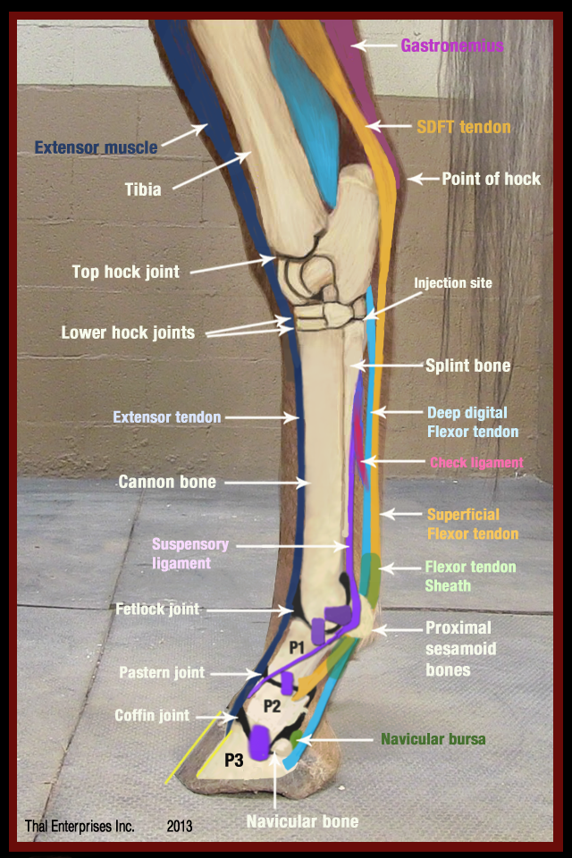 Thoroughpin, Fluid Accumulation in Hock - Horse Side Vet Guide