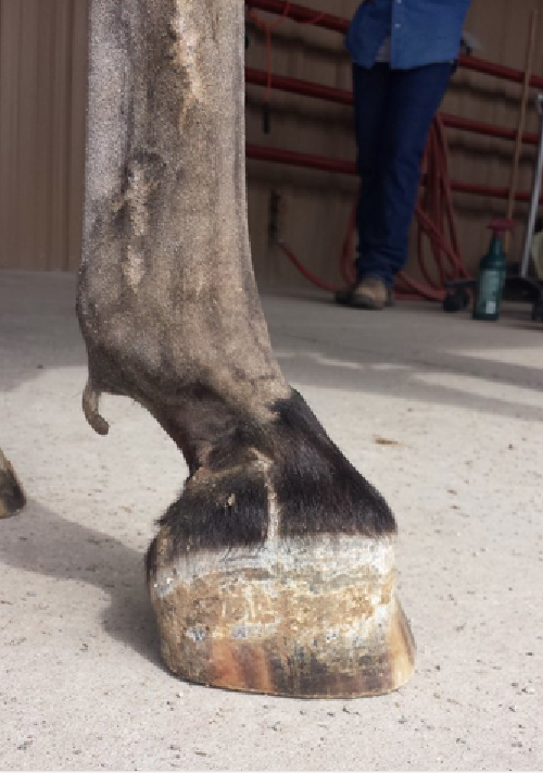 Club Foot, Flexural Deformity (in Adult) - Horse Side Vet Guide