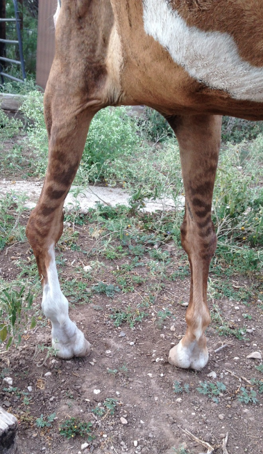 bone chip fracture carpal slab horse knee bones carpus fractures side common called horsesidevetguide