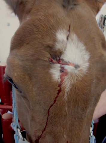 Wound to Head or Face - Horse Side Vet Guide