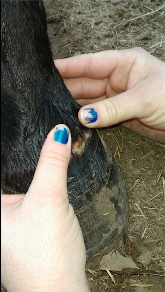 how to care for hoof abscess