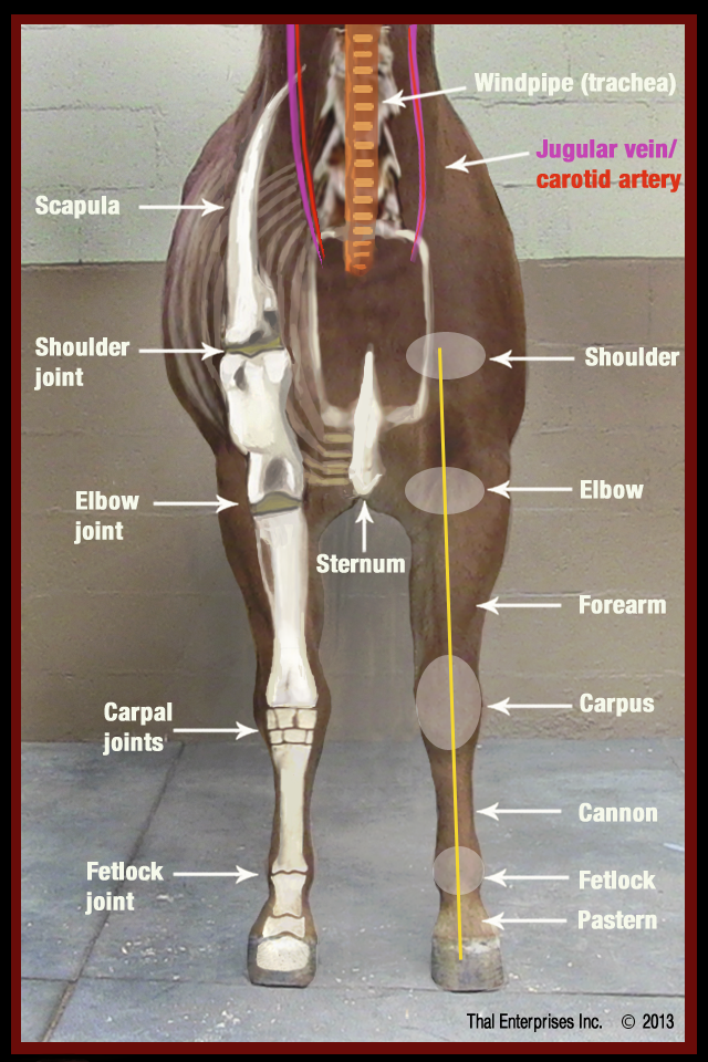 Vitals & Anatomy | Horse Side Vet Guide