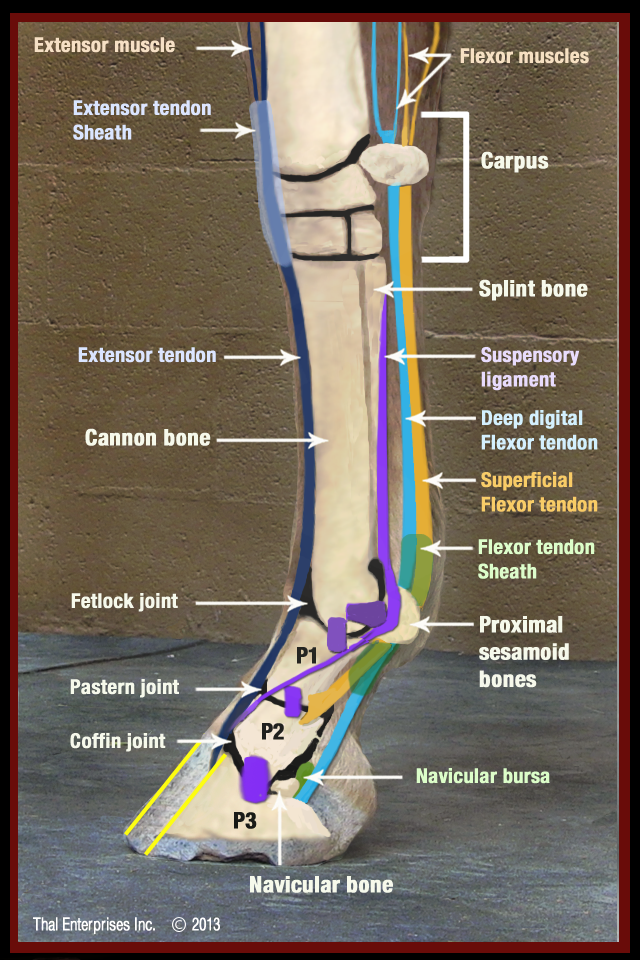 Vitals & Anatomy | Horse Side Vet Guide