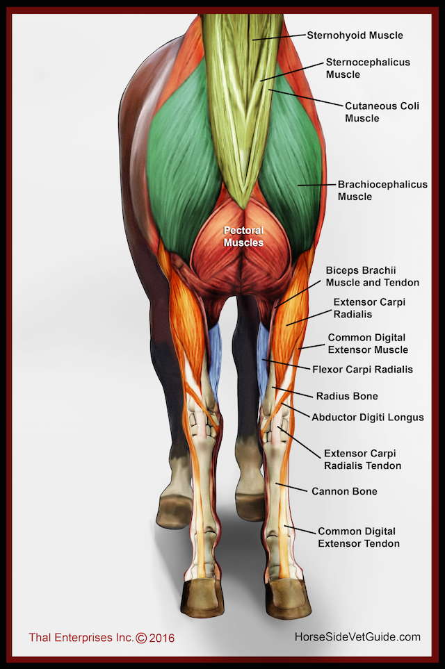 Assess Front Limb - Horse Side Vet Guide