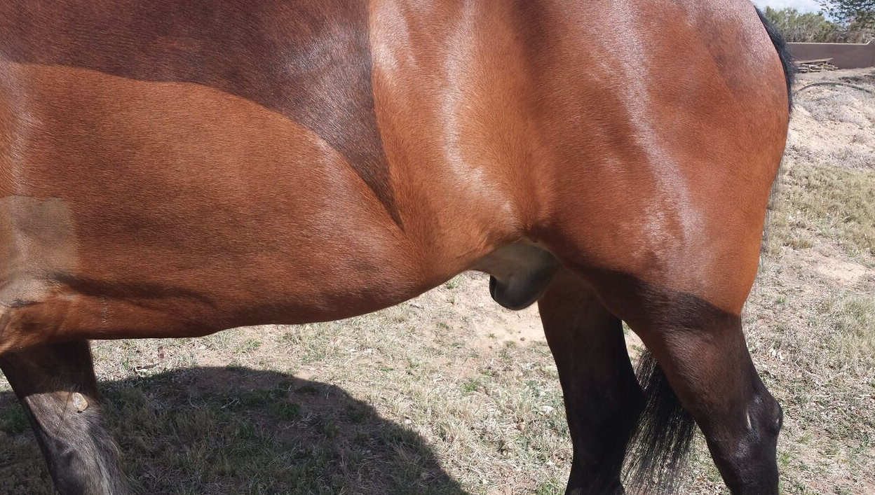 Sheath Swelling & Ventral Edema, Horse in Heart Failure.