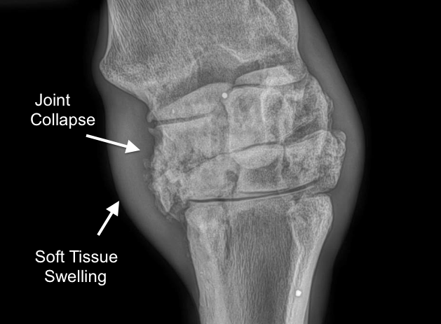 Fracture of Carpal Bone Chip & Slab - Horse Side Vet Guide