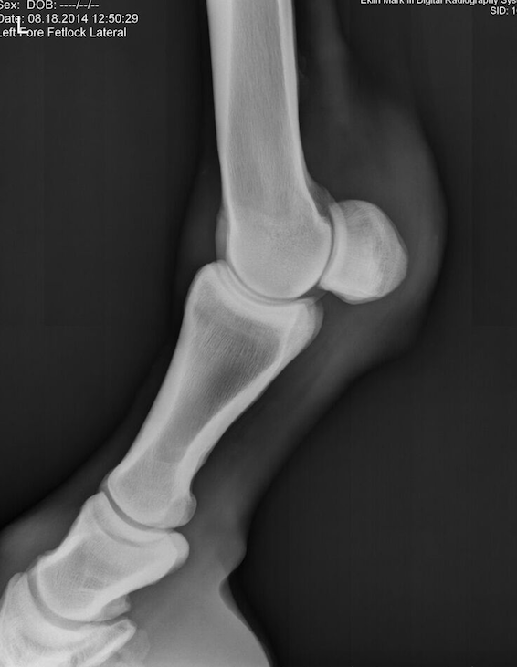 Radiography, X-ray, Fetlock or Pastern - Horse Side Vet Guide