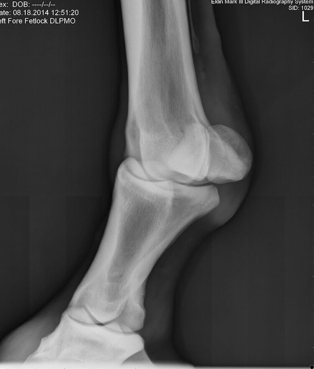 Radiography, X-ray, Fetlock or Pastern - Horse Side Vet Guide