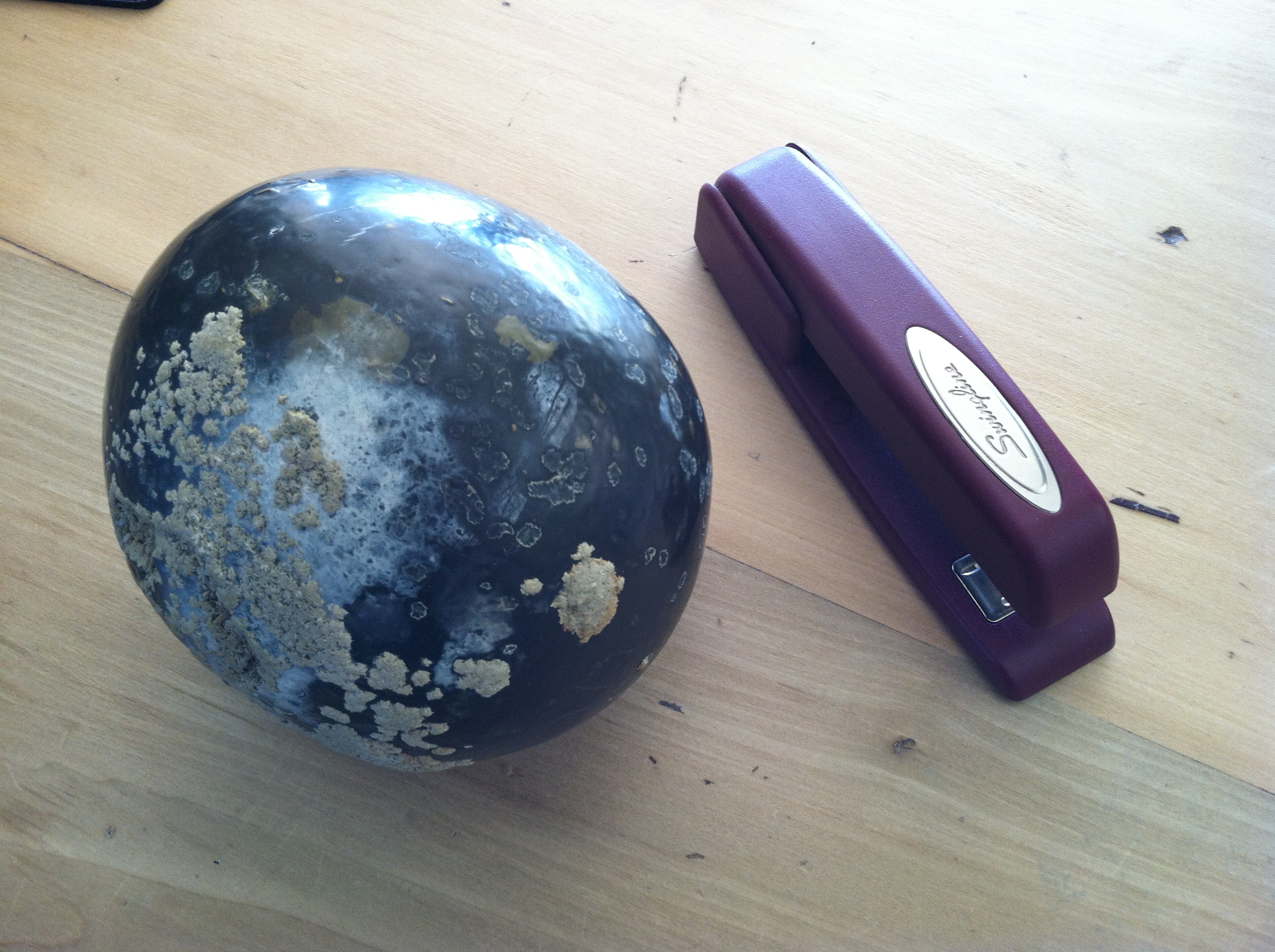 Enterolith & Stapler