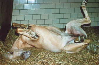 Colic Horse Rolling on Bedding