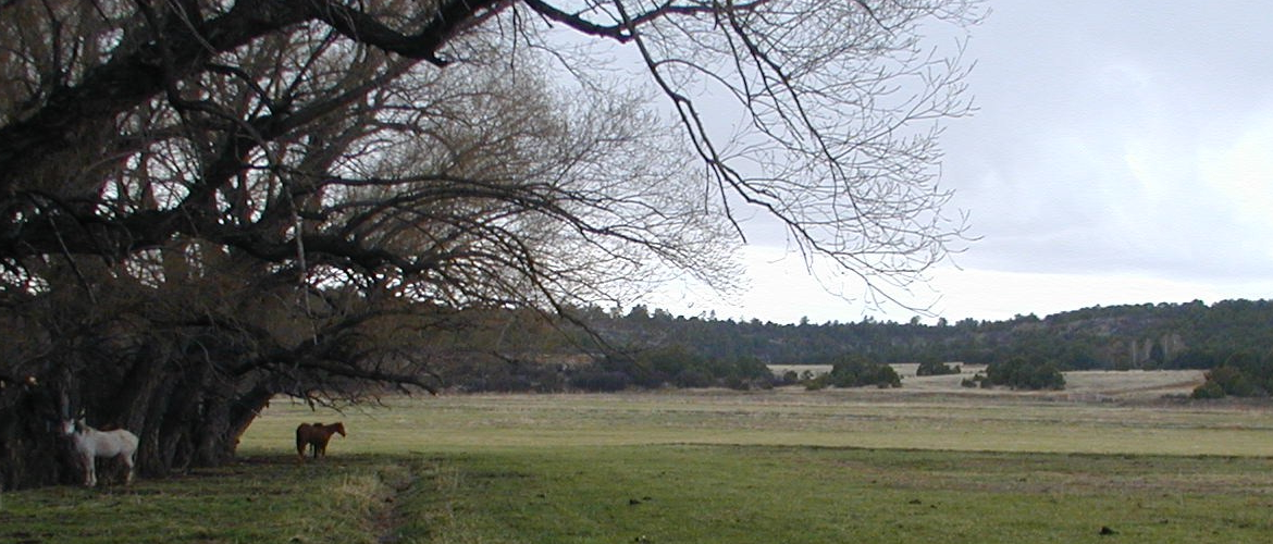 Ranch Horses on Pasture