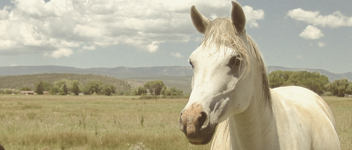 White Arab on Ranch Washed