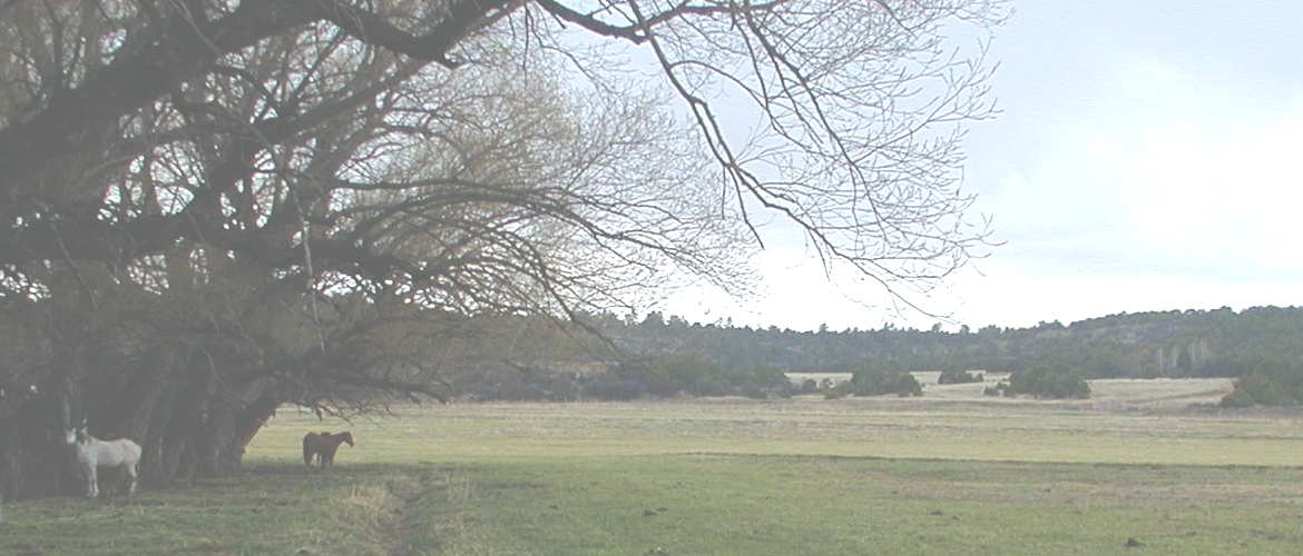 Ranch Horses on Pasture 2