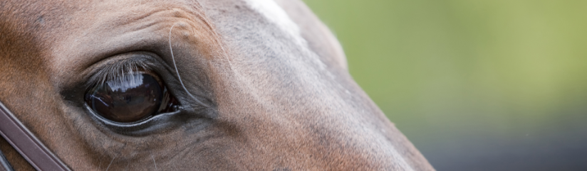 Equine Eye Shutter 2 Cropped Flipped