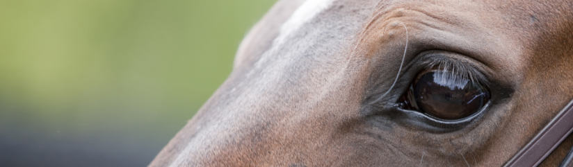 Equine Eye Shutter 2 Cropped