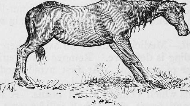 Flikr Saw Horse Stance Illustration