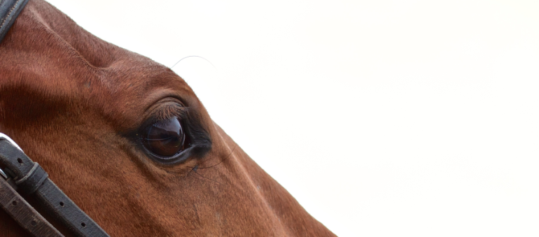 Horse Head Dan Heap 3 Cropped