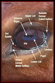 QR Eye HSVG 180