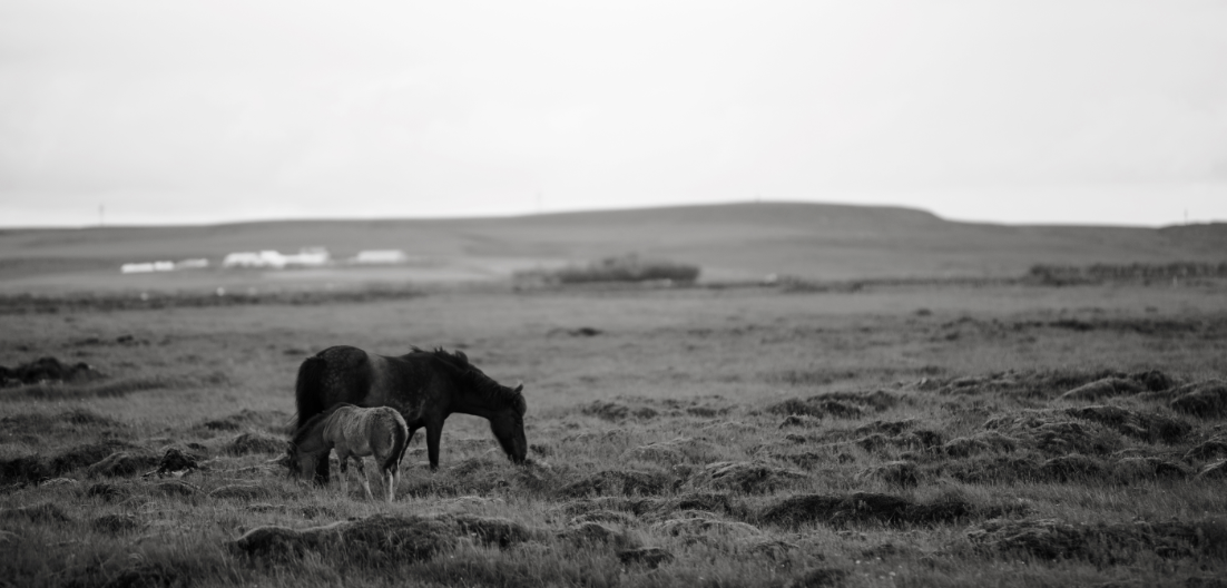 Shutter Mare Foal Cropped