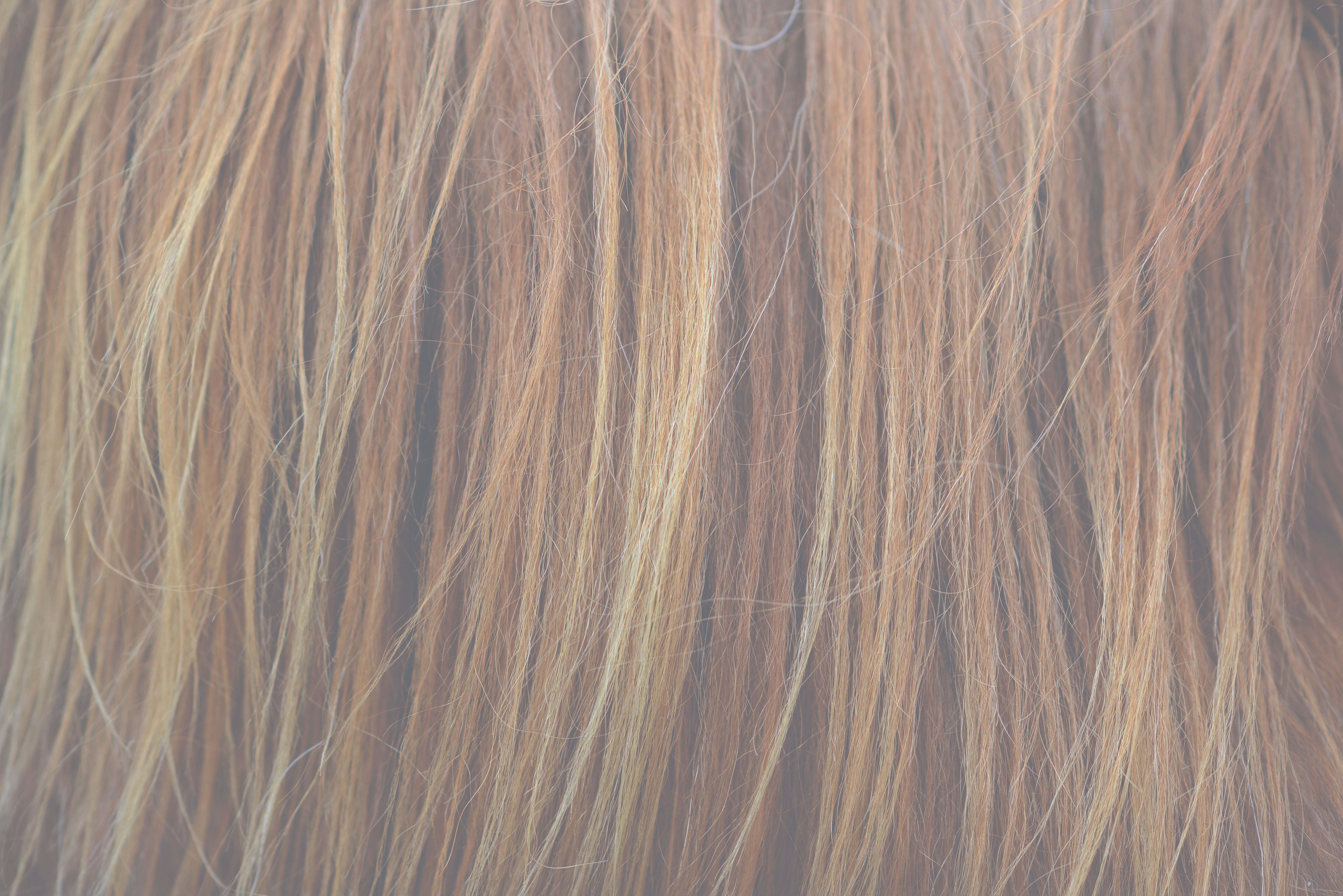 Shutterstock Brown Horse Hair Washed 1