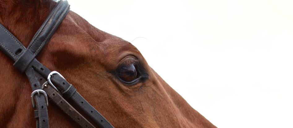 Dan Heap Horse Head Cropped 7