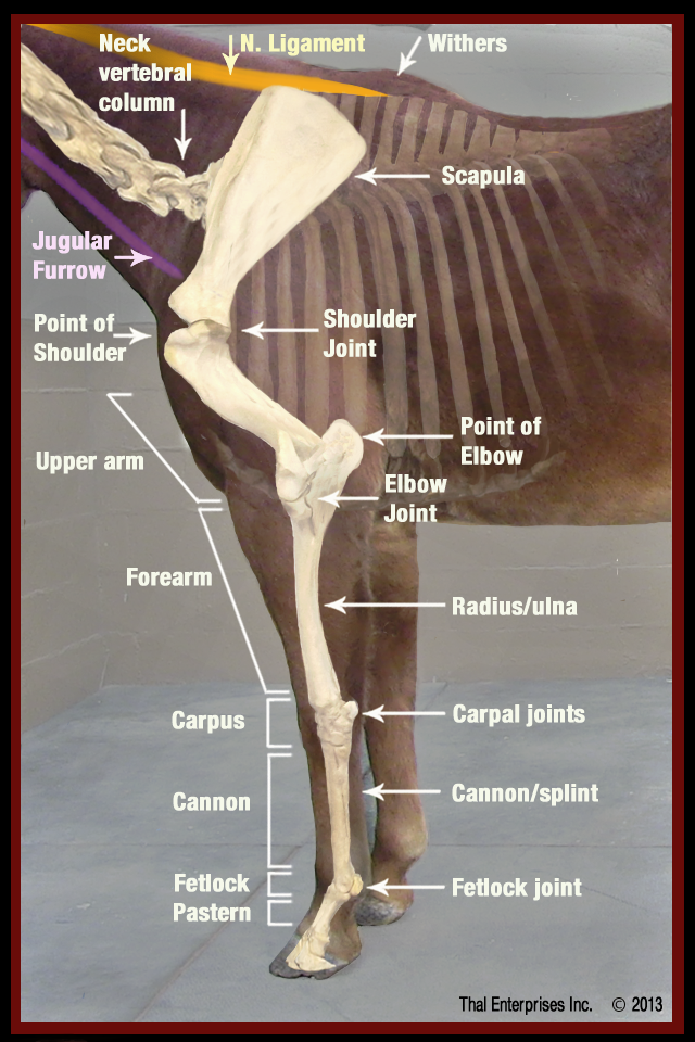 FINAL QR-Equine Front Limb from Side