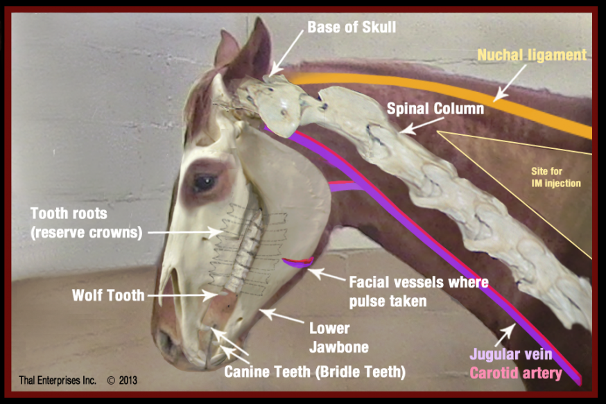 Vitals & Anatomy Horse Side Vet Guide