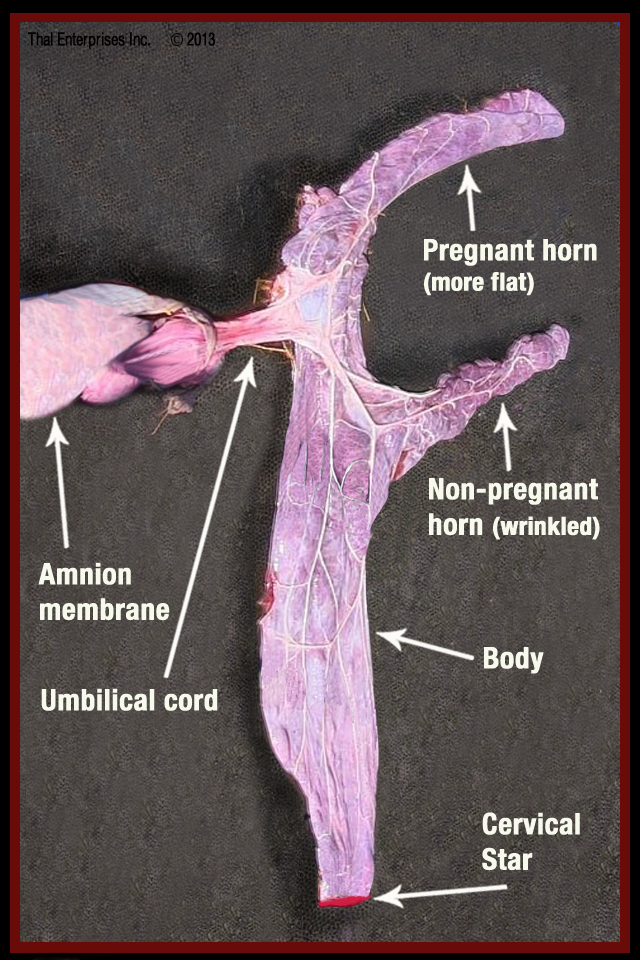 FINAL QR-Equine Normal Placenta