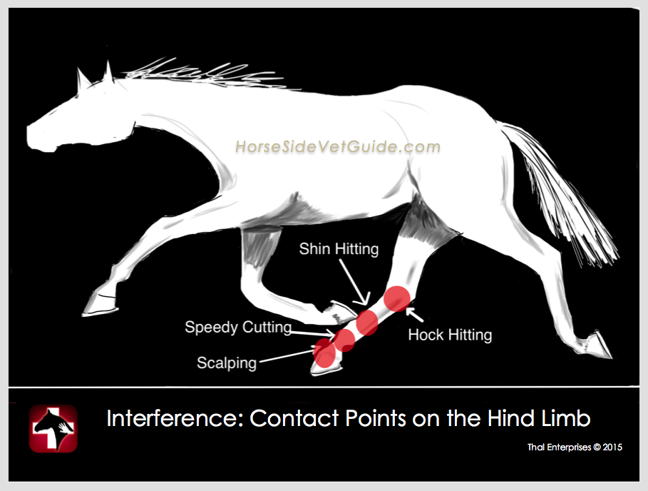 Interference Contact Points on Hind Limb