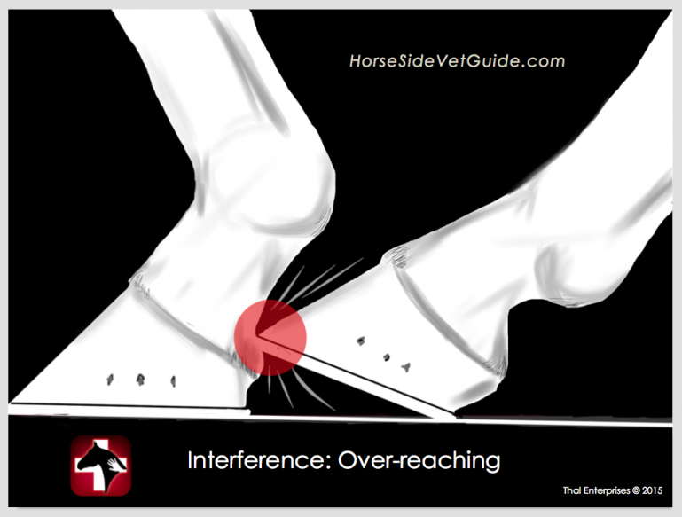 Interference Equine LimbtoLimb Contact in Movement Horse Side Vet