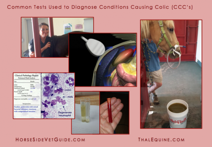 Common Tests for Conditions Causing Colic CCC's Various Images