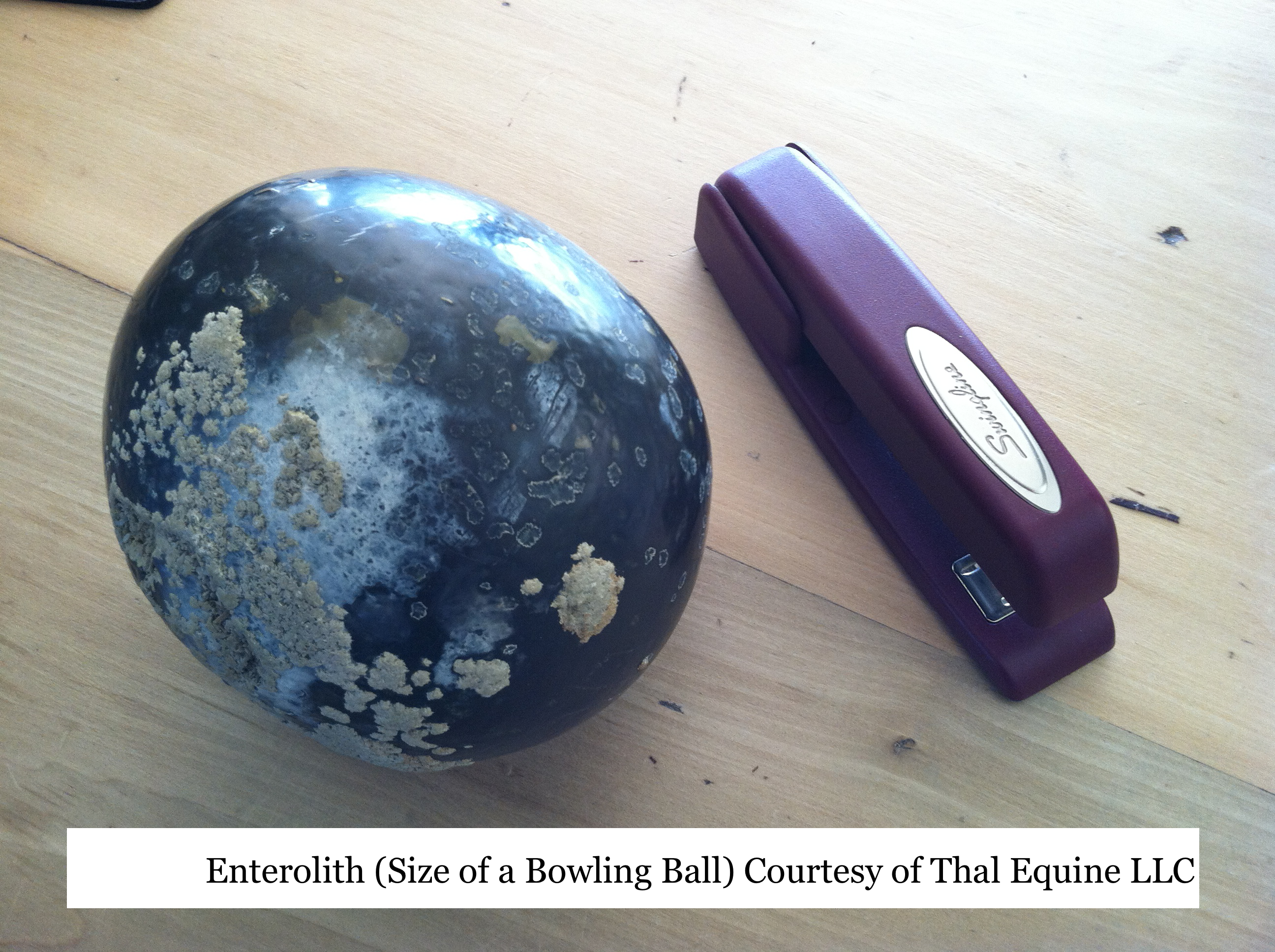 Enterolith & Stapler 2