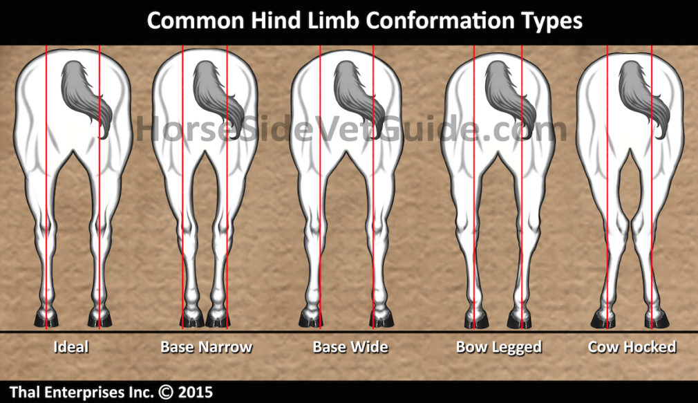 Vitals & Anatomy Horse Side Vet Guide