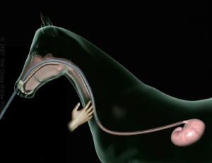 Stomach Tube Glass Horse