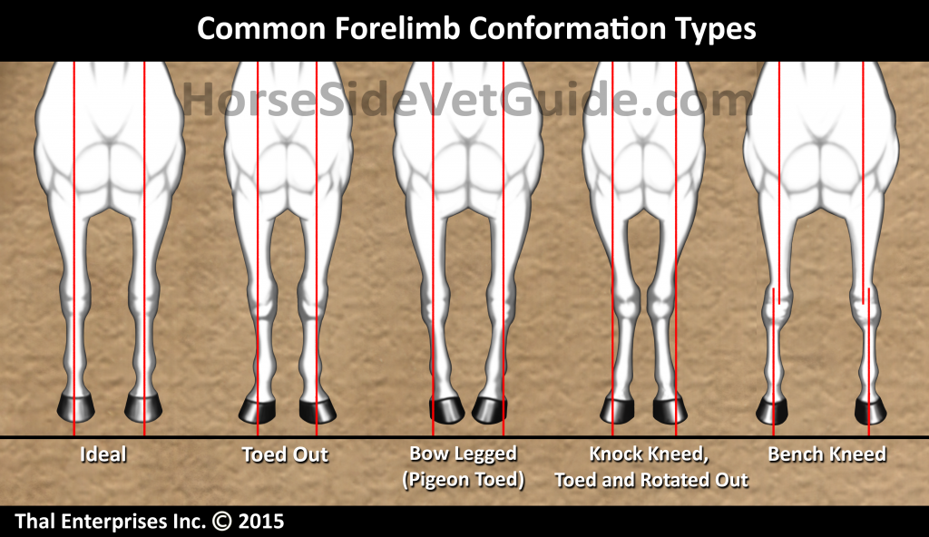 Common Equine Forelimb Conformation