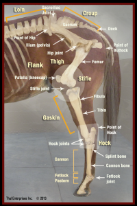 Lameness & The Lameness Exam: What Horse Owners Should Know