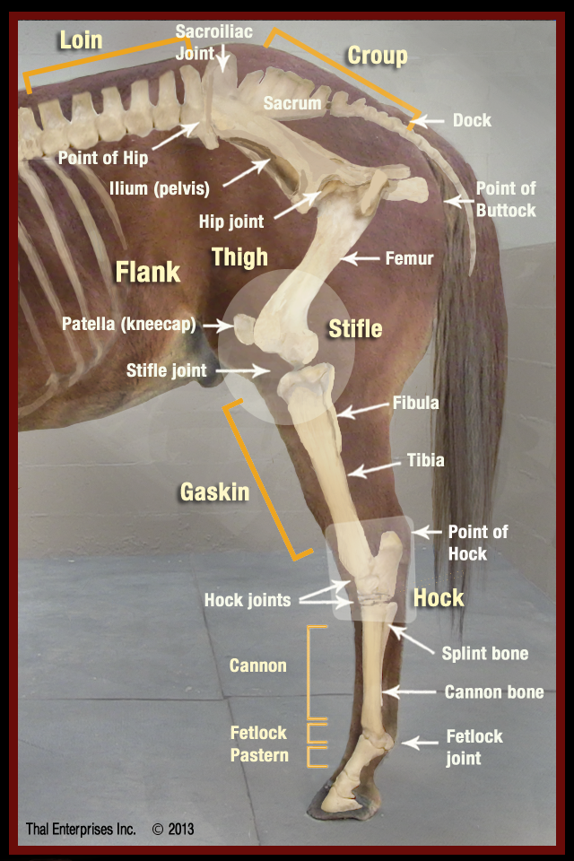 Equine hind limb anatomy 
