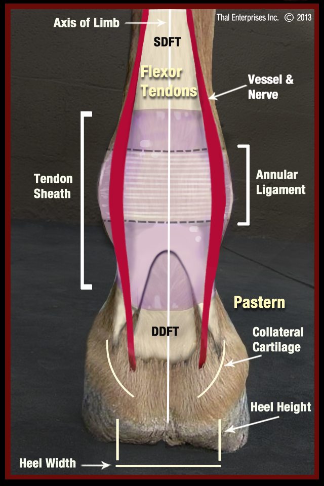 Final Qr Equine Lower Limb From Rear V 4 Horse Side Vet Guide