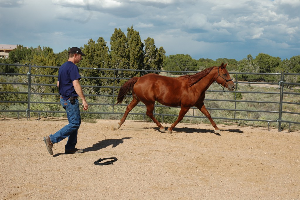 Lameness And The Lameness Exam What Horse Owners Should Know