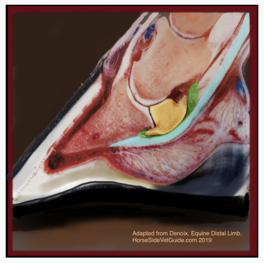 The cut section of a hoof, showing the important anatomy. Yellow- navicular bone, Green- navicular bursa, Turquoise- Deep Digital Flexor Tendon. The DDFT runs over bursa and bone and attaches on underside of P3. Image adapted from a photo in Denoix- The Distal Limb.