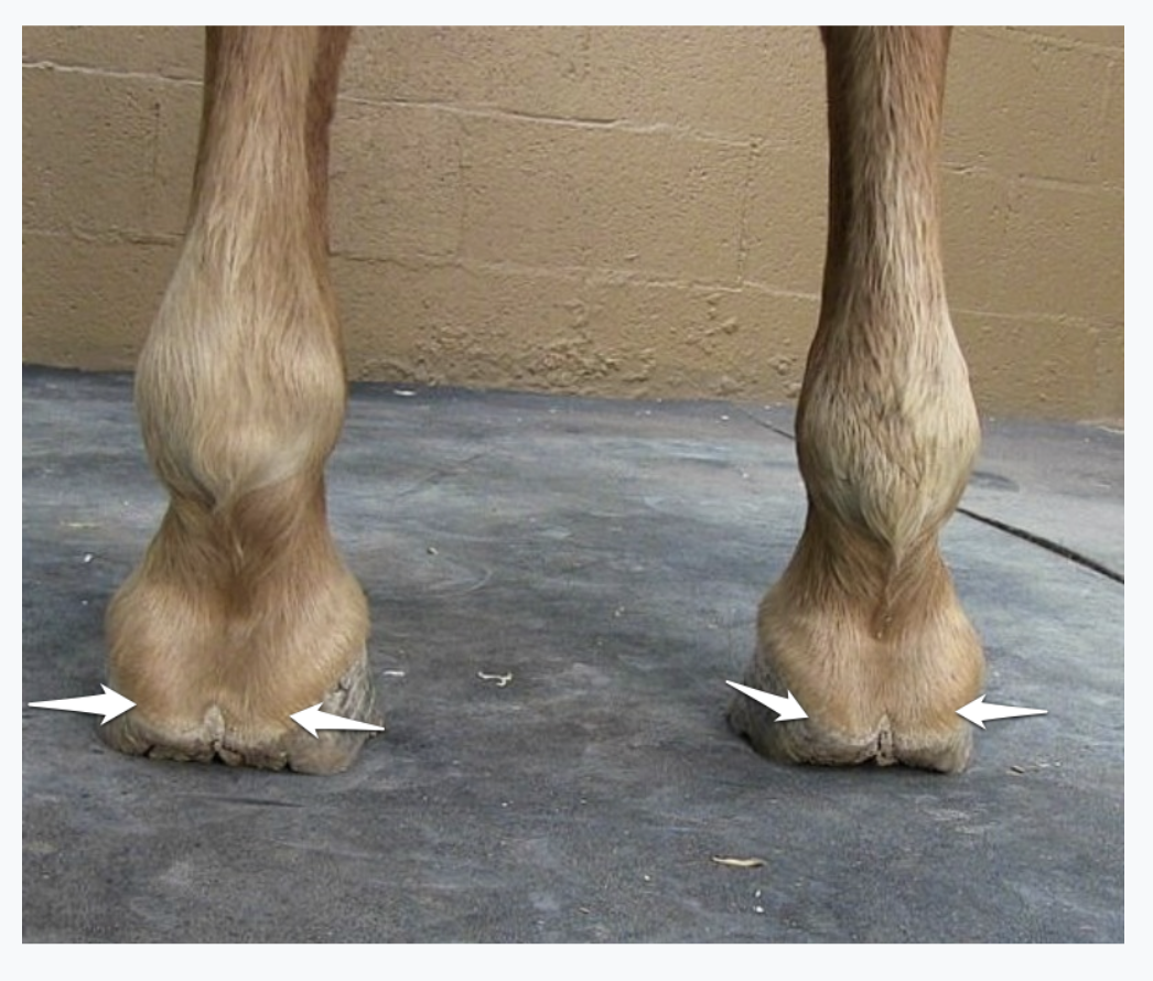 Barefoot trim contracted tendons - Okanagan School of Natural Hoof Care