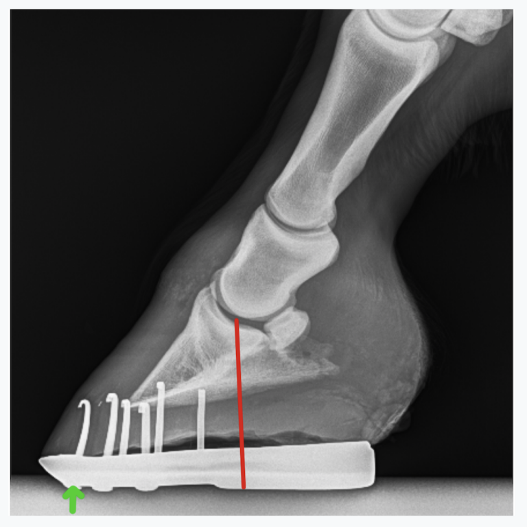 Understanding Navicular Syndrome & Heel Pain in Horses