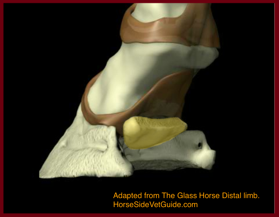 The navicular bone (yellow) shown with the hoof capsule and soft tissues removed.