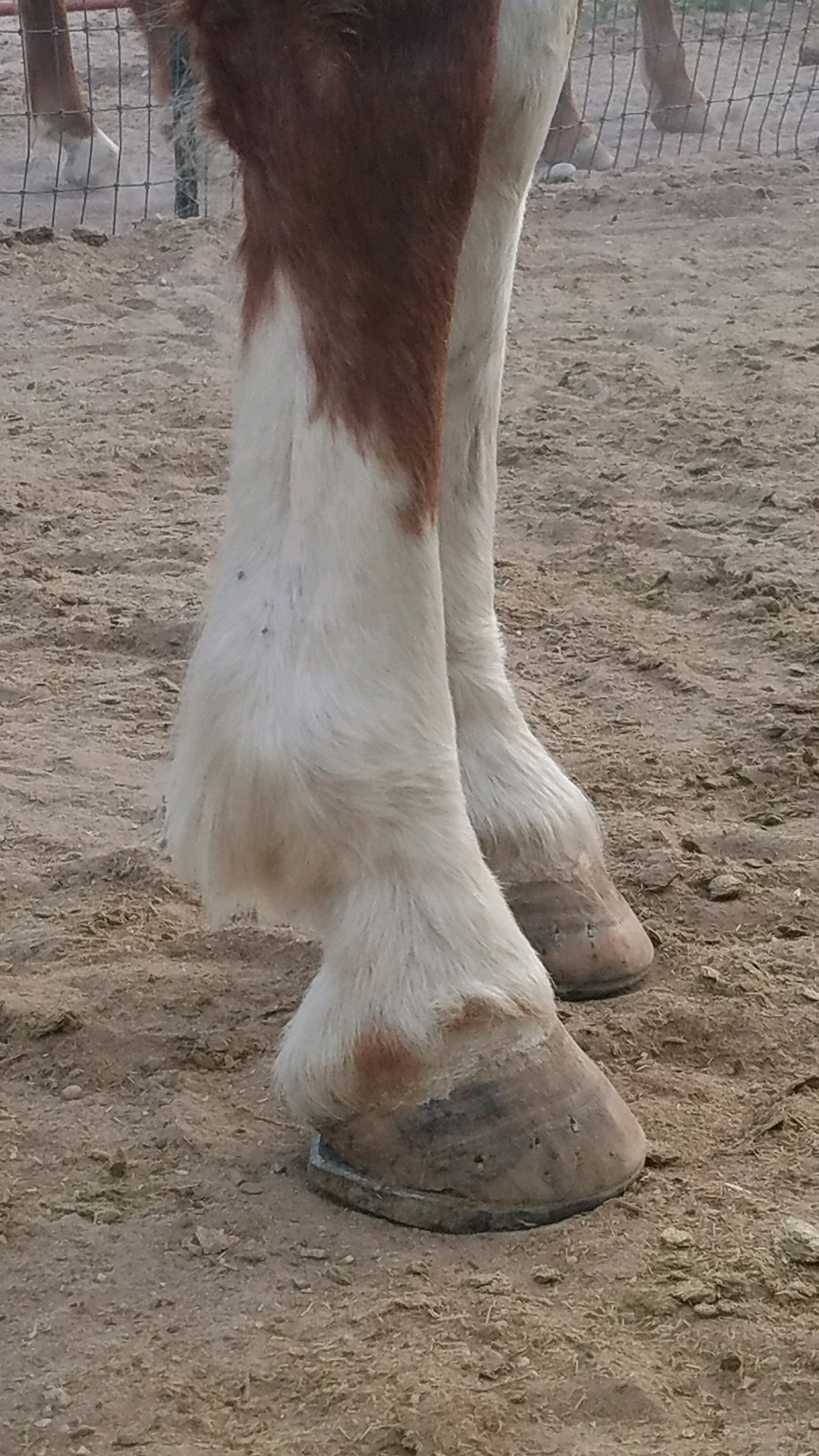 Roller motion shoe in place