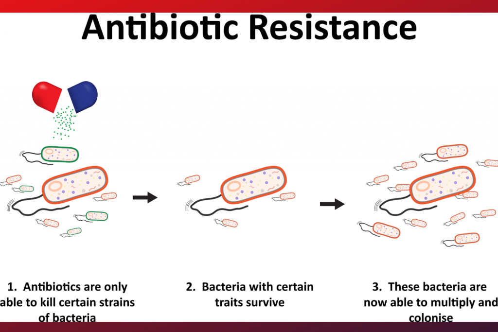 HSVGAntibioticBlog (2)